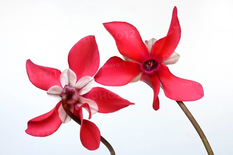 Cyclamen 'Exclusive Petticoat', Cyclamen spec, studio shot