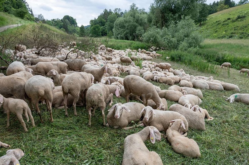 Resting, freshly shorn sheep in a nature reserve in Franconian Switzerland, Bavaria, Germany, Europe