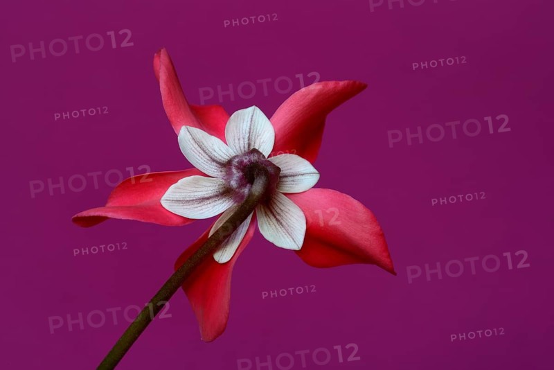 Cyclamen 'Exclusive Petticoat', Cyclamen spec, studio shot