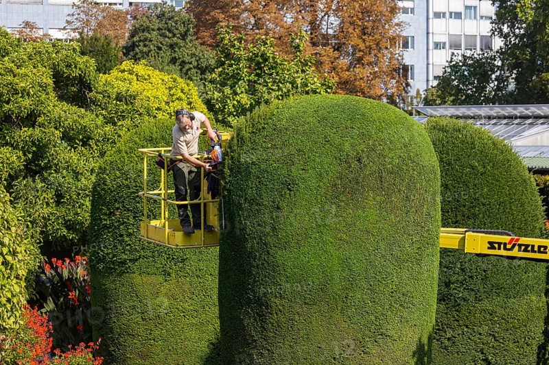 Tree care in autumn. Trees, ornamental shrubs and hedges are pruned at the Wilhelma Zoological and Botanical Gardens in Bad Cannstatt. Stuttgart, Baden-Württemberg, Germany, Europe