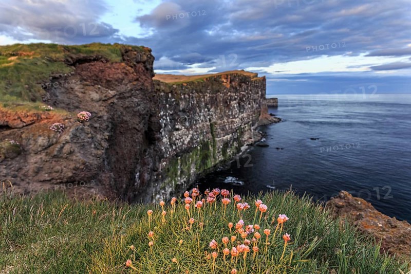 Flowers, cliffs, bird cliffs, sea, evening light, cloudy mood, summer, Latrabjarg, Westfjords, Iceland, Europe