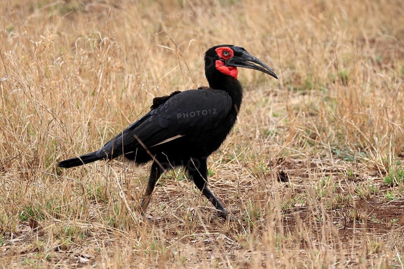 Red-faced hornbill, Southern ground hornbill, Red-cheeked hornbill, Southern hornbill, Kaffir hornbill (Bucorvus leadbeateri), adult, foraging, alert, Kruger National Park, Kruger National Park, Kruger National Park South Africa