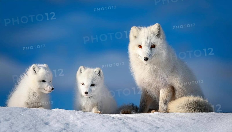 Three arctic foxes in the snow, one fawn and two pups, arctic fox, arctic fox, arctic fox, snow fox, animal cubs, winter, snow, ice, arctic, (Vulpes lagopus), AI generated, studio, AI generated
