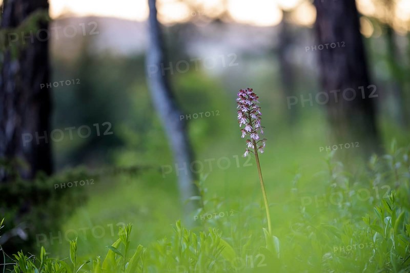 Close-up of a flower, spotted ragwort (Dactylorhiza maculata) on a green meadow on a spring morning, Rehletal, Engen, Hegau, Baden-Württemberg, Germany, Europe