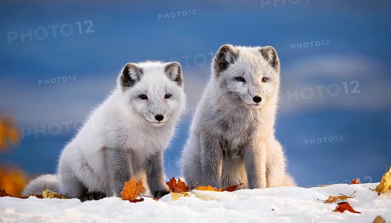 Two arctic foxes in the snow, Arctic fox, AI generated, Studio, AI generated