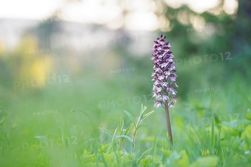 Close-up of a flower, spotted ragwort (Dactylorhiza maculata) on a green meadow on a spring morning, Rehletal, Engen, Hegau, Baden-Württemberg, Germany, Europe