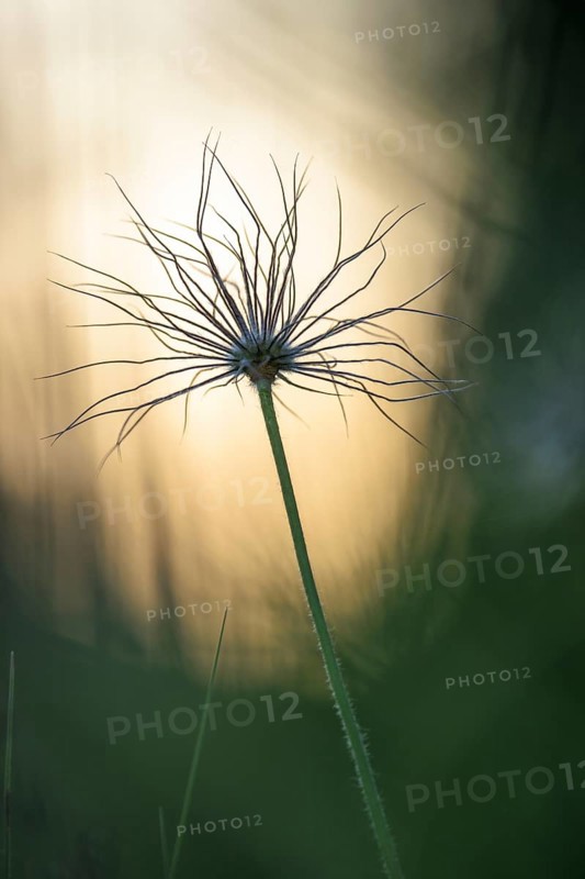 Silhouette of a seed head of a cowbell (Pulsatilla vulgaris) in the light, in front of a blurred background in nature, Rehletal, Engen, Hegau, Baden-Württemberg, Germany, Europe