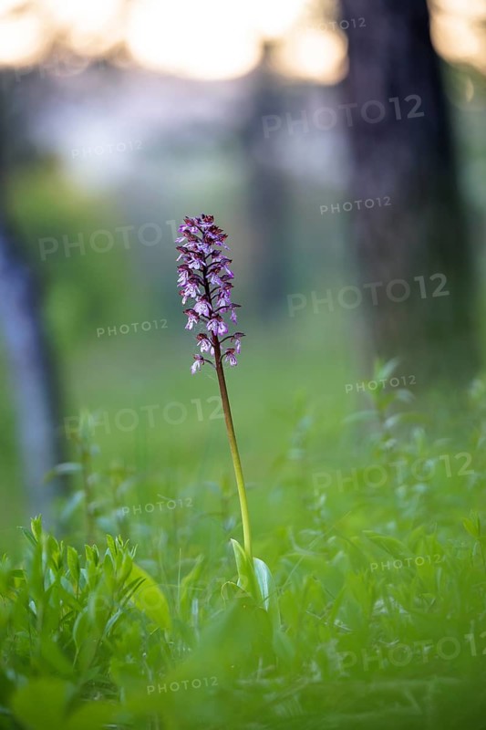 Close-up of a flower, spotted ragwort (Dactylorhiza maculata) on a green meadow on a spring morning, Rehletal, Engen, Hegau, Baden-Württemberg, Germany, Europe