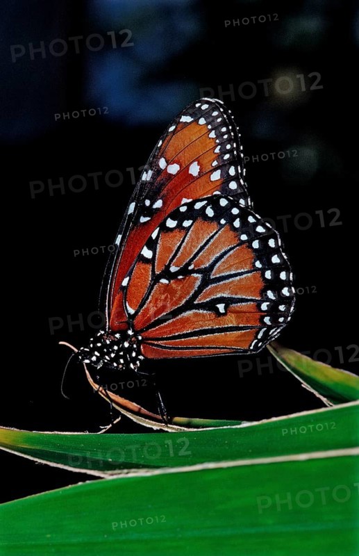 Monarch butterfly, Danaus eresimus, Brazil, South America
