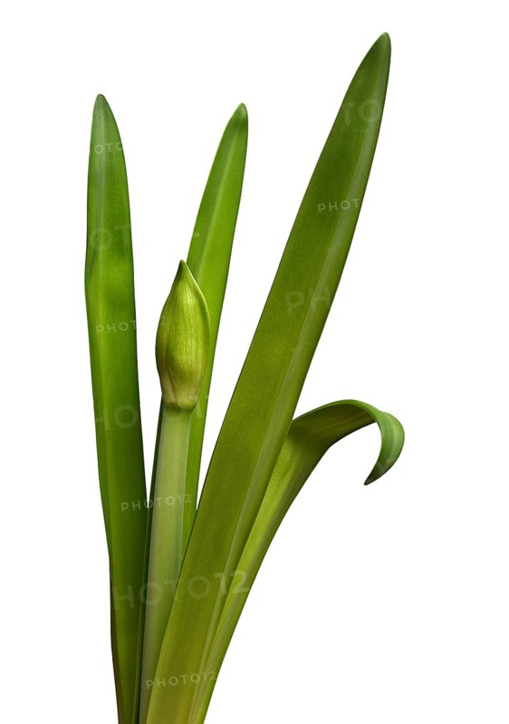 Unblown amaryllis bud and leaves on a white background