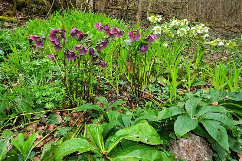Christrosen, helleborus atrorubens, dark purple hellebore, red hellebore