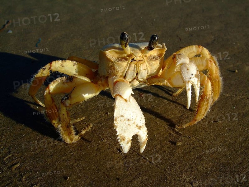 Crab