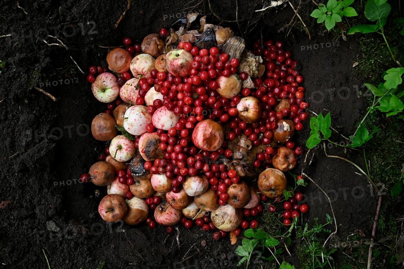 Rotten apples and cherries in the compost pit