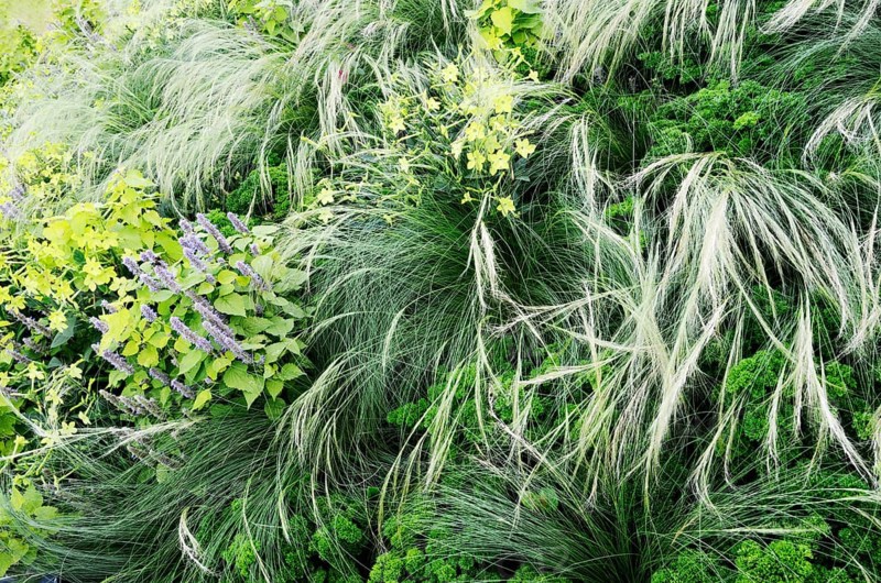 Floral background, garden flowerbed with flowers and grass, horizontal