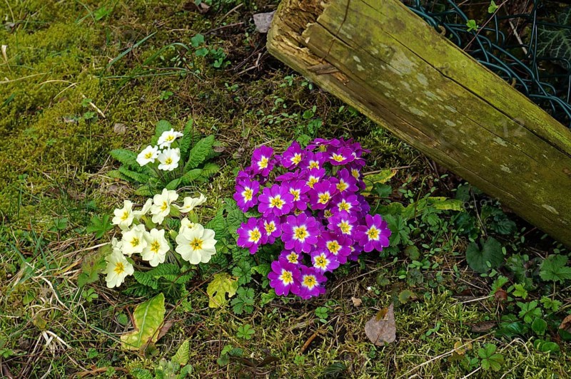 Garden primroses, various colours, Primula, primrose