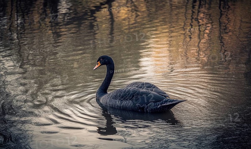Black swan floating on a quiet river, soft ripples and shadows reflecting on the water AI generated