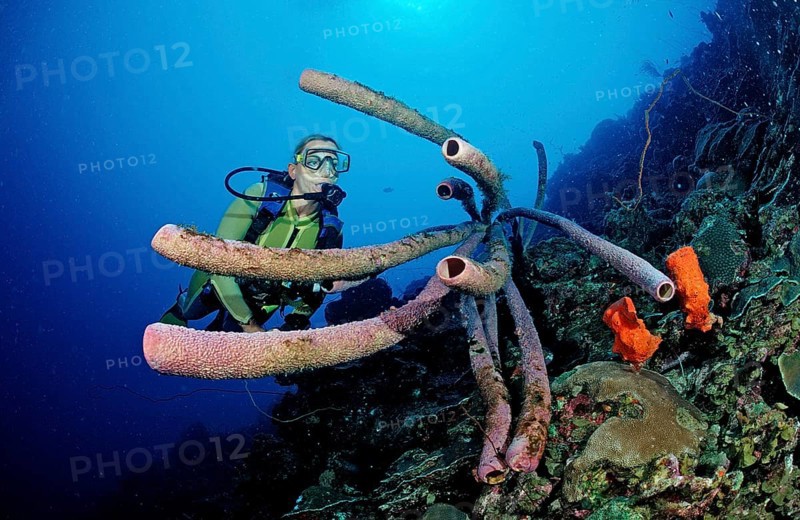 Diver and tube sponge, Aplysina archeri, Netherlands Antilles, Bonaire, Caribbean, Caribbean Sea