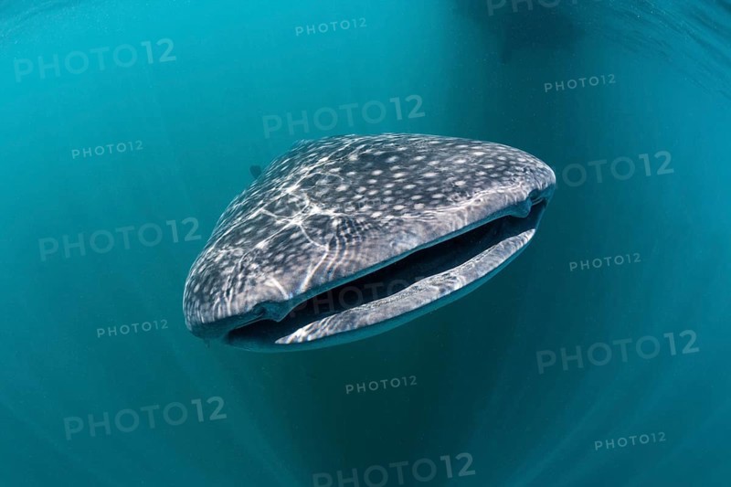 Whale shark, Rhincodon typus, Triton Bay, West Papua, Indonesia, Asia