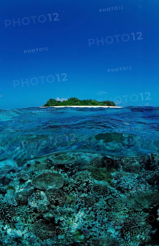 Corals in front of Maldives Island, Maldives, Indian Ocean, Meemu Atoll, Asia