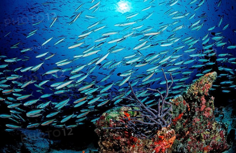 Swarm of neon fusiliers on coral reef, Pterocaesio tile, Maldives, Indian Ocean, Meemu Atoll, Asia