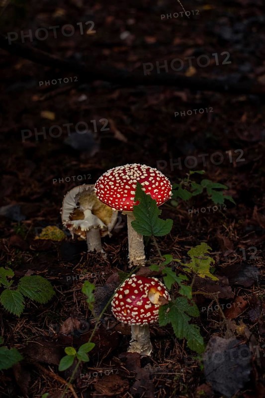 Fly agaric group (Amanita muscaria), growing on mossy forest soil between a blackberry bush, Nicklheim, Germany, Europe