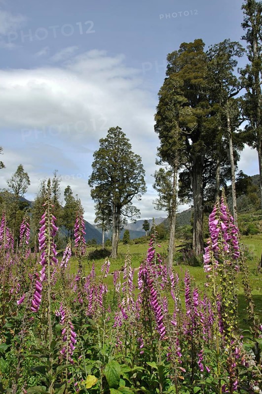 Flowering Foxgloves (Digitalis purpurea), West Coast, South Island, New Zealand, Oceania