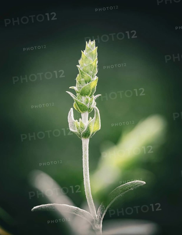 Greek mountain tea (sideritis scardica)