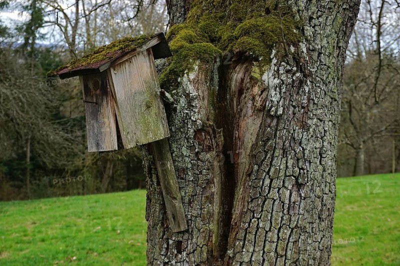 Vogel-Nistkasten, alt und beschädigt, an einem pear tree auf der Streuobstwiese, Bird nesting box, old and damaged, on a pear tree in the orchard