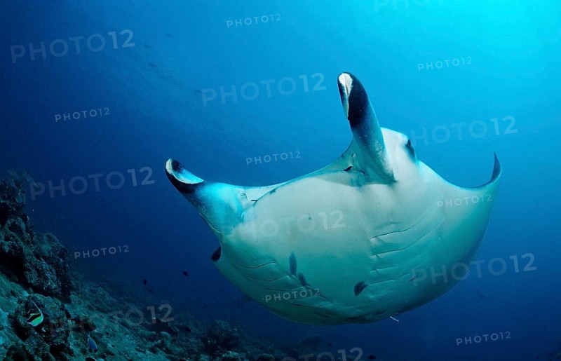 Manta, Manta Birostris, Maldives, Indian Ocean, Meemu Atoll, Asia