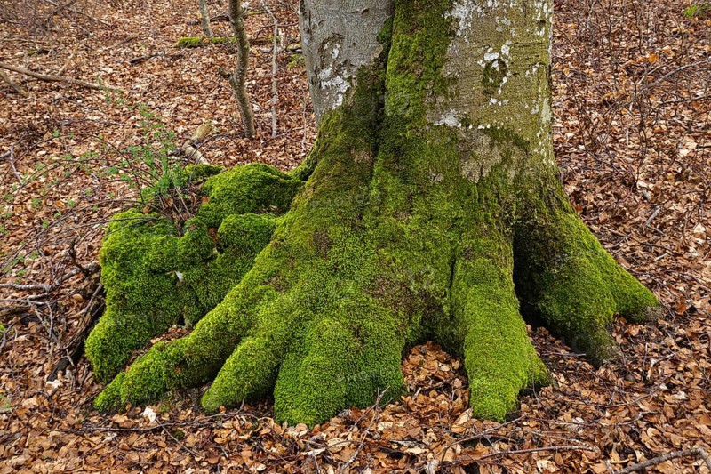 European beech, Fagus sylvatica, common beech, European beech, tree trunk, tree roots, tree trunk, trunk foot