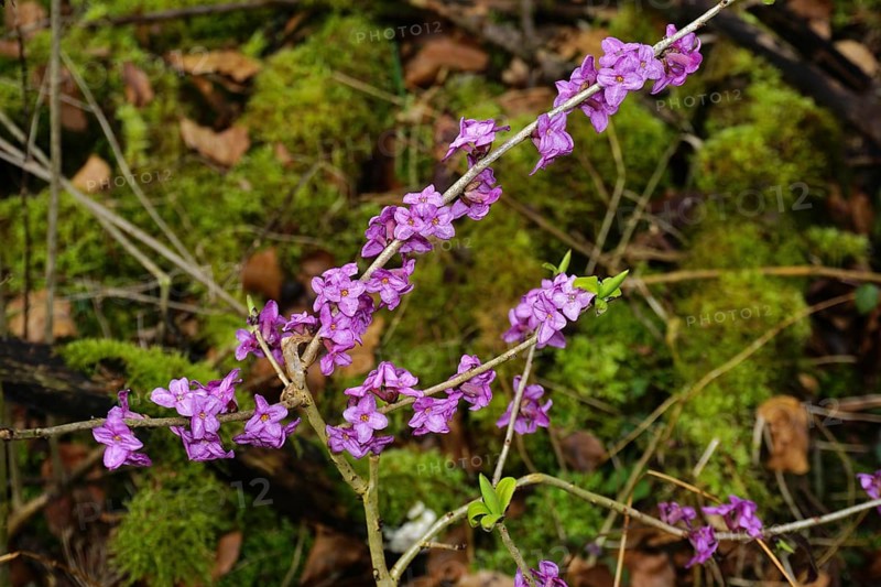 Seidelbast, Daphne mezereum, Daphne, mezereon, tintorell, dwarf laurel