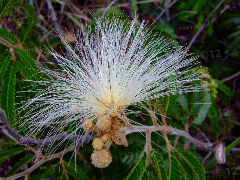 Bushy plant