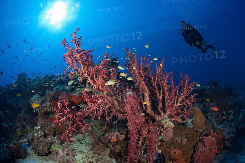 Soft coral on the reef, Siphonogorgia godeffroyi, Kai Islands, Moluccas, Indonesia, Asia