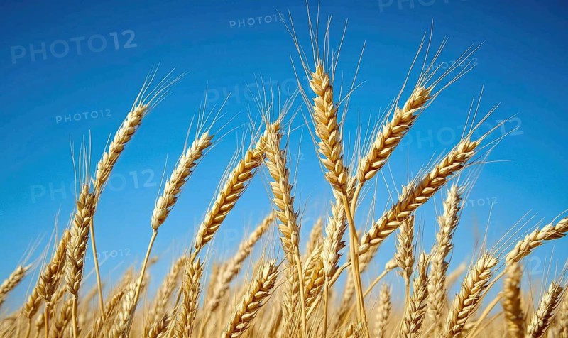 Close-up of ripe wheat stalks, golden ears, clear sky AI generated
