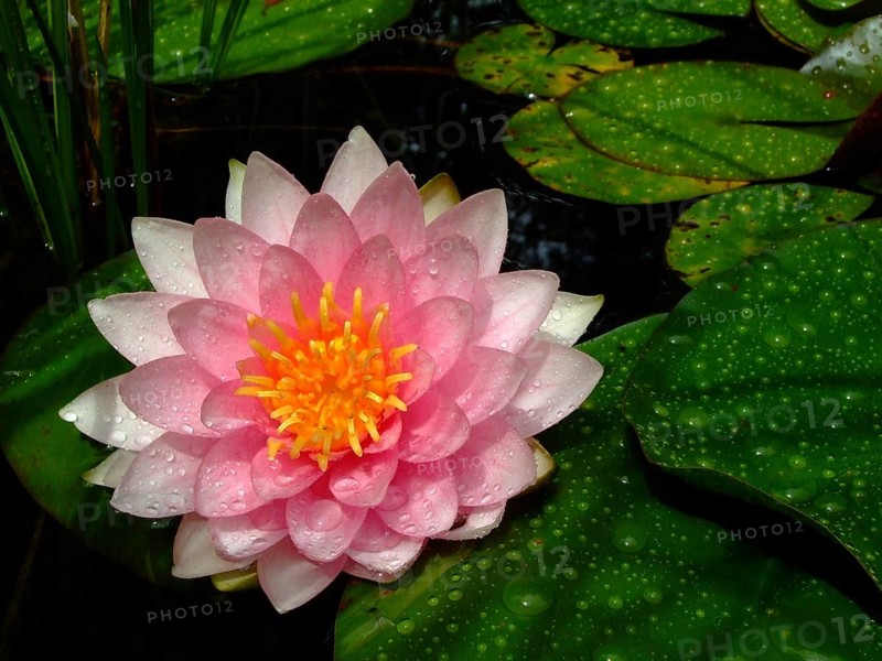 Water lily