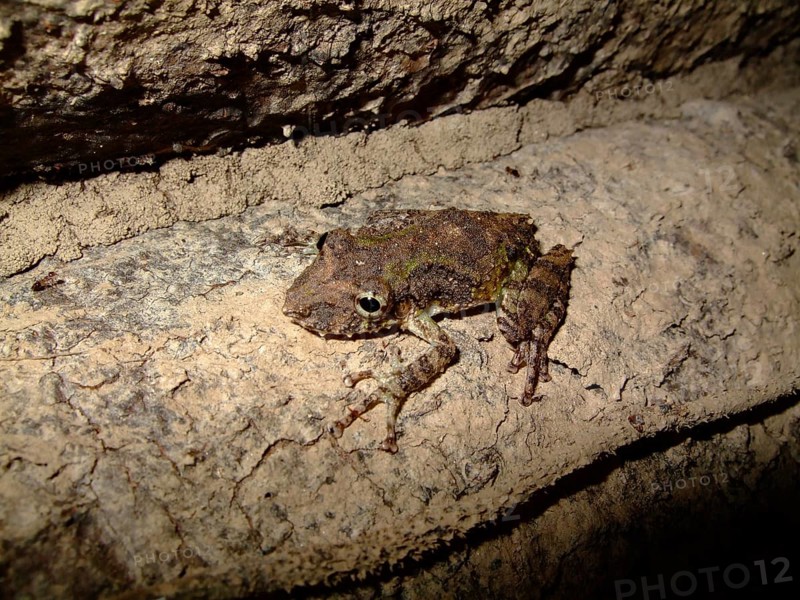 Frog