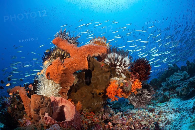 Various sponges on the reef, Kai Islands, Moluccas, Indonesia, Asia