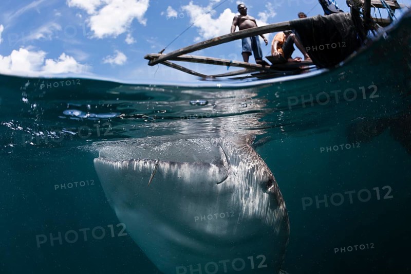 Fishermen feeding whale sharks, Rhincodon typus, Triton Bay, West Papua, Indonesia, Asia