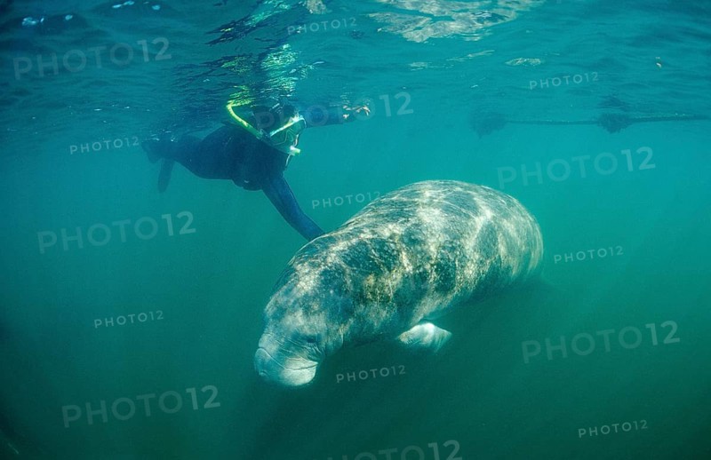 Round-tailed manatee and snorkeller, Trichechus manatus latirostris, USA, Florida, FL, Crystal River, North America