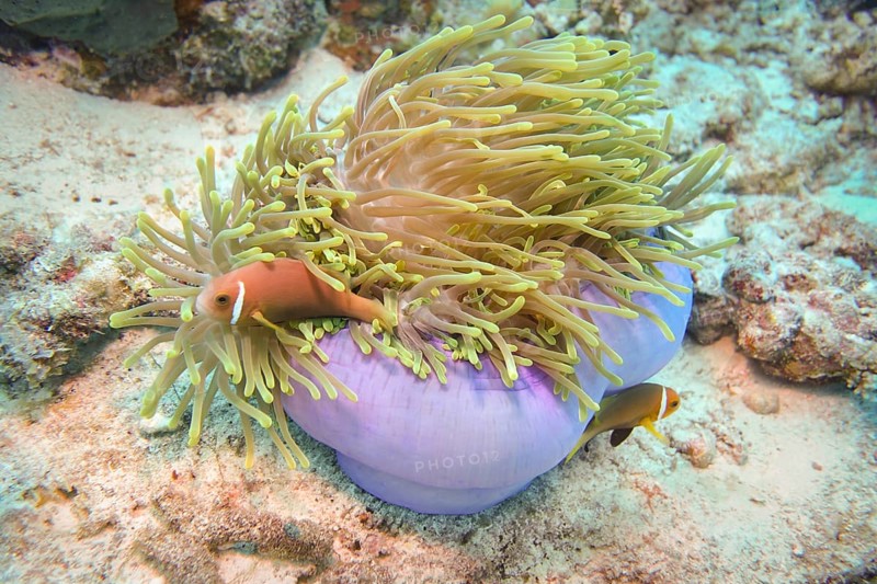 Pink skunk clownfish, The Maldives