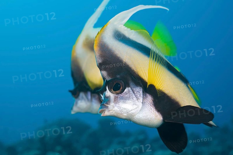 Red Sea bannerfish, Heniochus intermedius, Safaga, Red Sea, Egypt, Africa