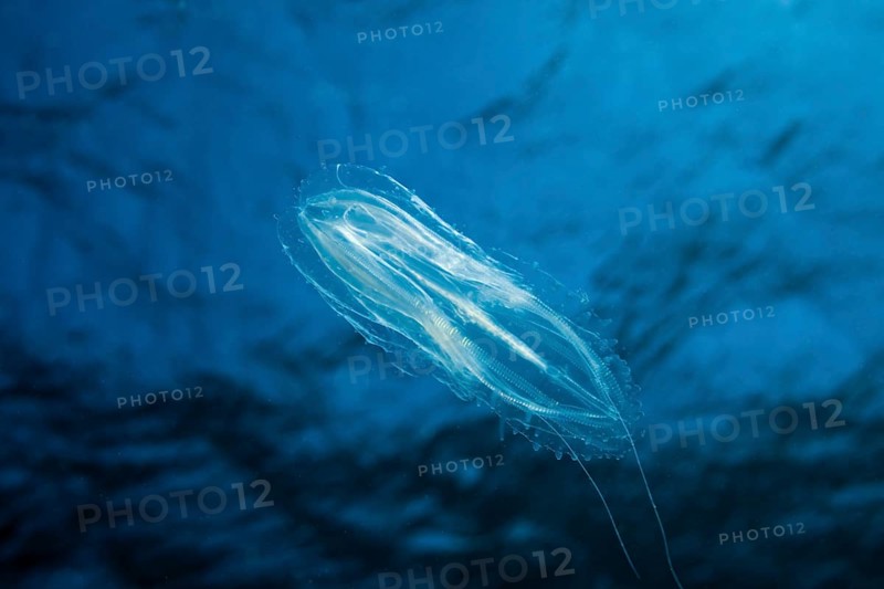 Ribbed jellyfish, Tentaculata, Safaga, Red Sea, Egypt, Africa