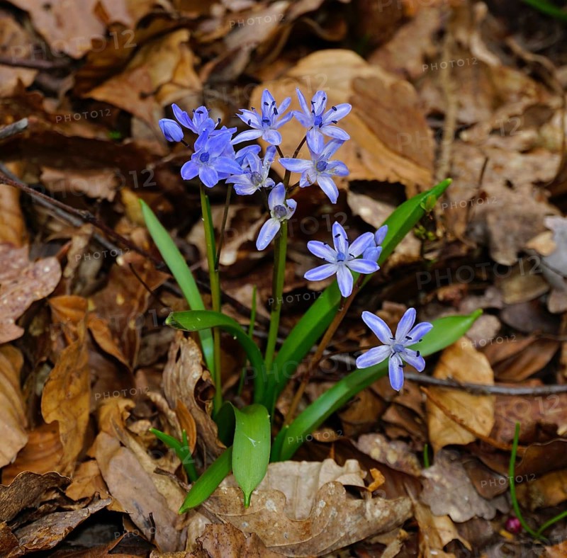 Alpine squill, Scilla bifolia, common bluebell, Alpine squill, two-leaf squill, wild hyacinth, two-leaved squill, English bluebell
