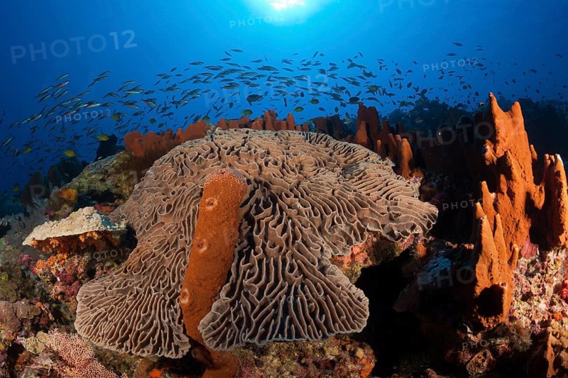 Coral reef with lettuce coral, Pectinia lactuca, Kai Islands, Moluccas, Indonesia, Asia
