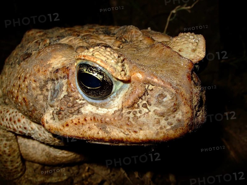 Toad