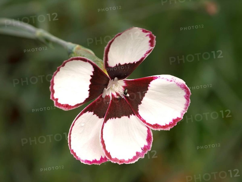 Carnation