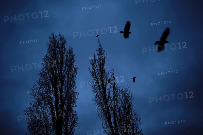 Germany, Berlin, 10.12.2023, crows over the poplars of Maurerpark, grey sky, Europe