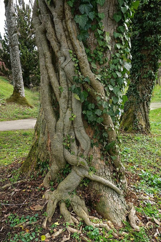 Ivy (Hedera helix) entwines its roots around a sycamore maple (Acer pseudoplatanus), Ivy (Hedera helix) entwines its roots around a sycamore maple (Acer pseudoplatanus)