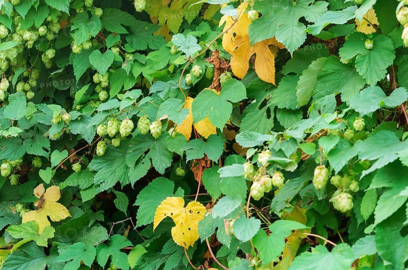 Humulus lupulus, the Hops are climbing, the Humulus fruit on the branches