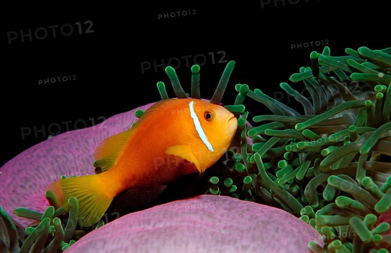 Maldives anemonefish, endemic, Amphiprion nigripes, Maldives, Indian Ocean, Meemu Atoll, Asia